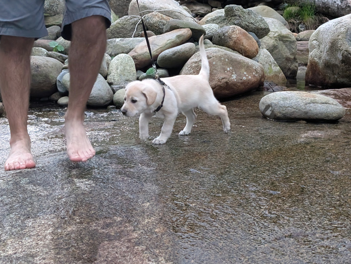 chinook dog